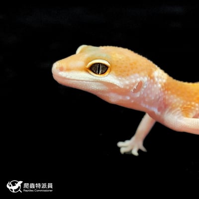 豹紋守宮．橘化（編號 212）5